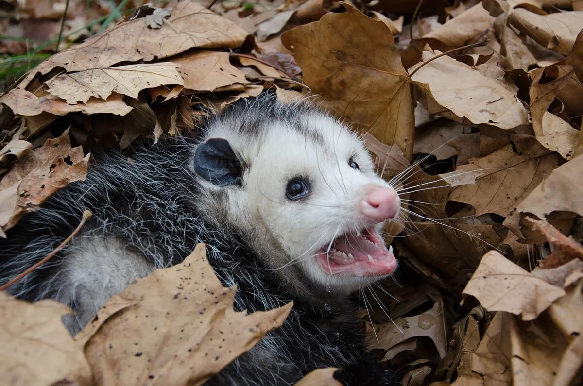 photo of Possum Removal Adelaide