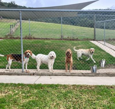 photo of Dog  Boarding Melbourne