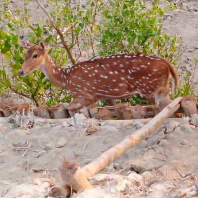 photo of Sundarban Wildlife