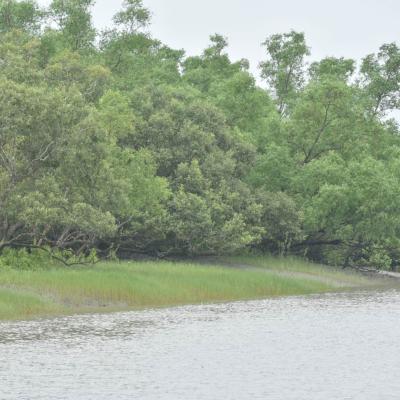 photo of Sundarban Bengal Tourism