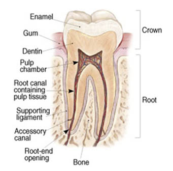 photo of dental wellness