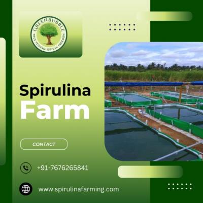 Spirulina Farm