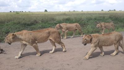 Masai Mara safari