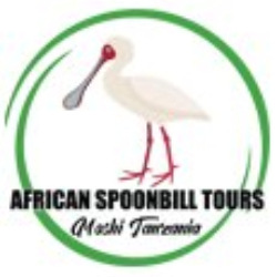 photo of African Spoonbill Tours