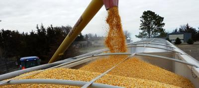 Divine Leading maize Grain Millers and Supplier in Uganda