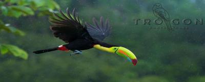 photo of Trogon Photo Tours, Inc.