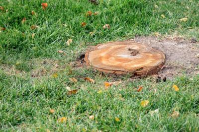 photo of Green Effect Land & Tree