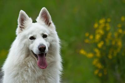 photo of DZL German Shepherd K9