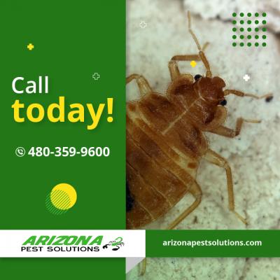 photo of Arizona Termite & Pest Solutions