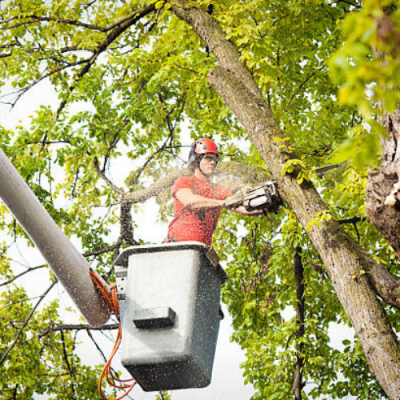 photo of Little Scotts Tree Care