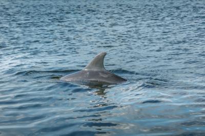 photo of Salty Excursion Dolphin Tours