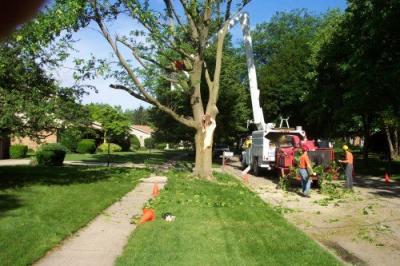 photo of Tree Service Syracuse