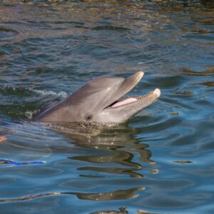 photo of Panama City Beach Dolphin Snorkeling Tours