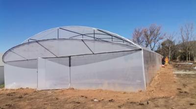 photo of BA Greenhouse Tunnels